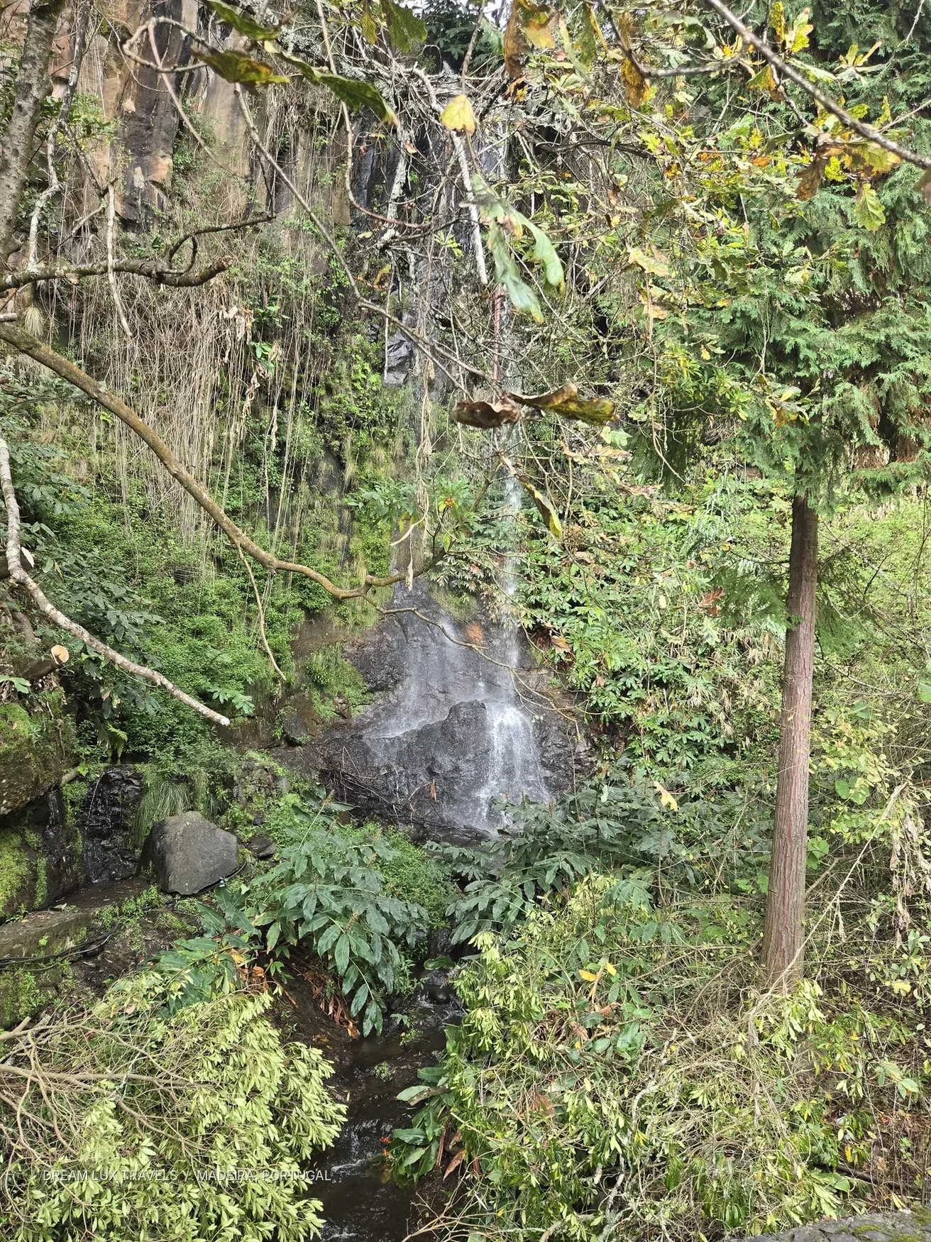 Green forest and a small waterfall along a Madeira woodland trail.